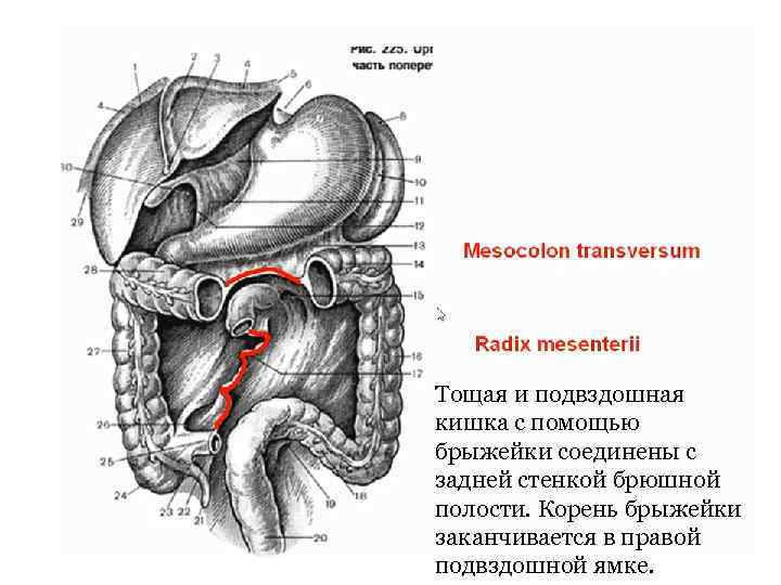 Подвздошная кишка анатомия