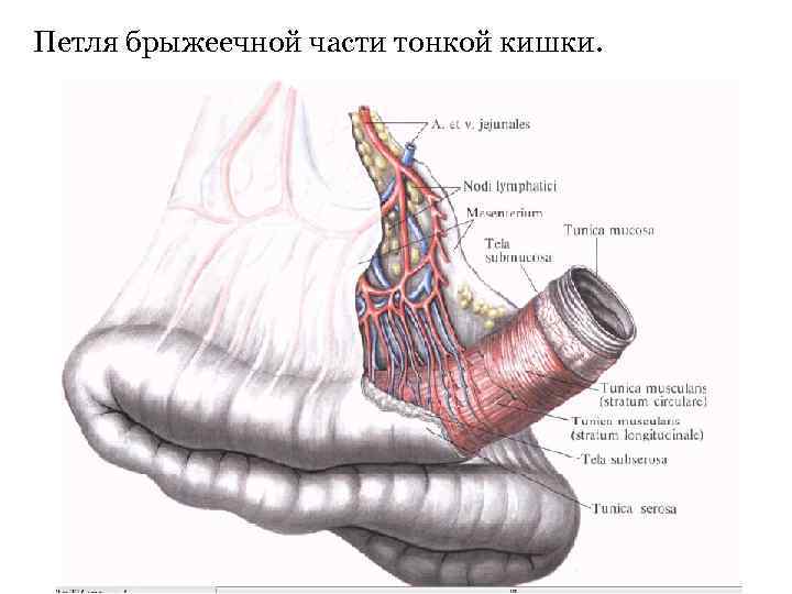 Петля брыжеечной части тонкой кишки. 