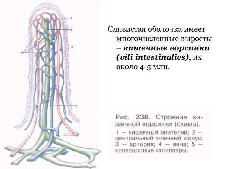 Имеет оболочку