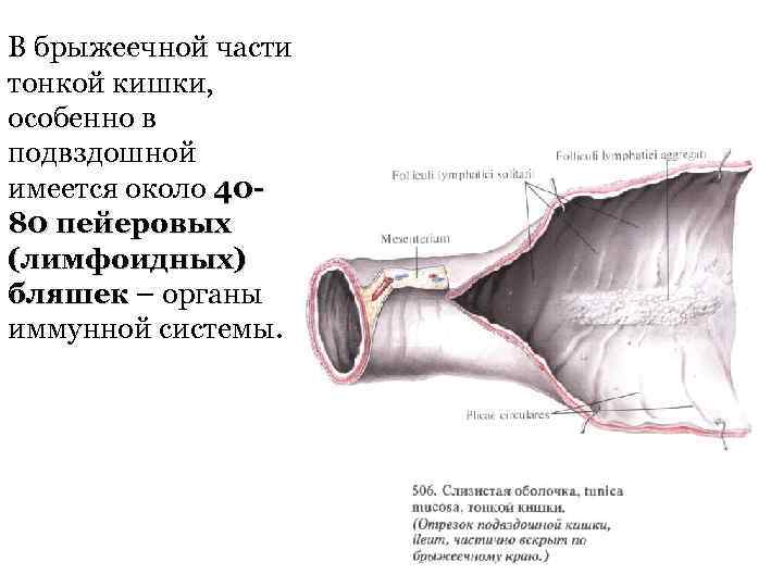 В брыжеечной части тонкой кишки, особенно в подвздошной имеется около 4080 пейеровых (лимфоидных) бляшек