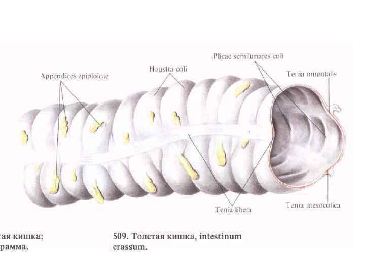 Сальниковые отростки. Строение стенки Толстого кишечника: оболочки,. Перекрут жировой подвески Толстого кишечника. Строение стенки Толстого кишечника анатомия. Толстая кишка строение ленты.