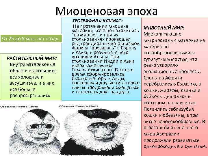 Миоценовая эпоха ГЕОГРАФИЯ и КЛИМАТ: От 25 до 5 млн. лет назад РАСТИТЕЛЬНЫЙ МИР: