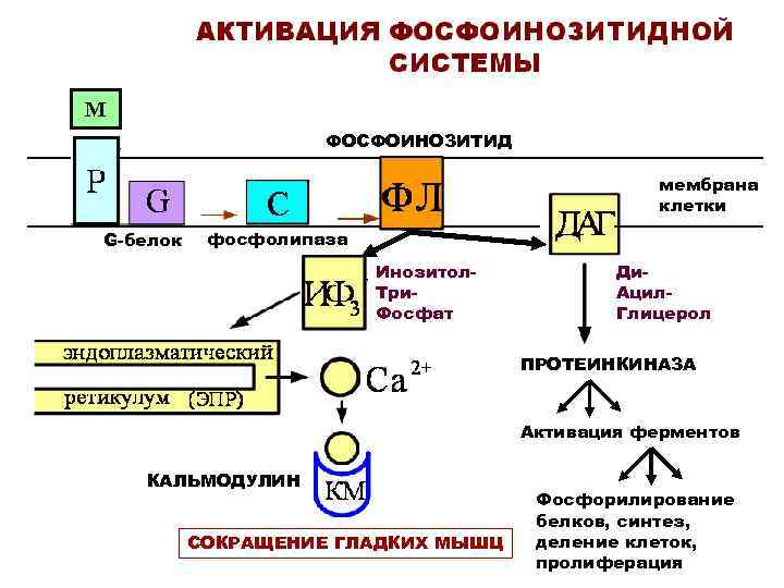 М ФОСФОИНОЗИТИД мембрана клетки G-белок фосфолипаза Инозитол. Три. Фосфат Ди. Ацил. Глицерол ПРОТЕИНКИНАЗА Активация