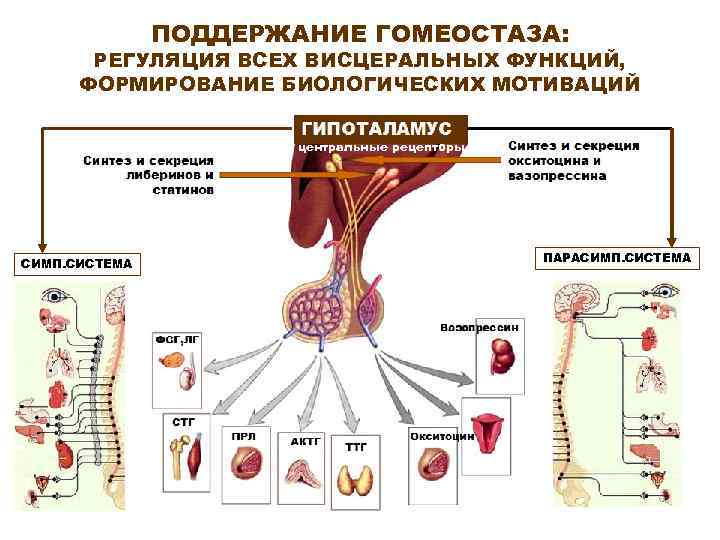 Схема симпатической и парасимпатической нервной системы