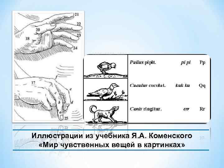  Иллюстрации из учебника Я. А. Коменского «Мир чувственных вещей в картинках» 