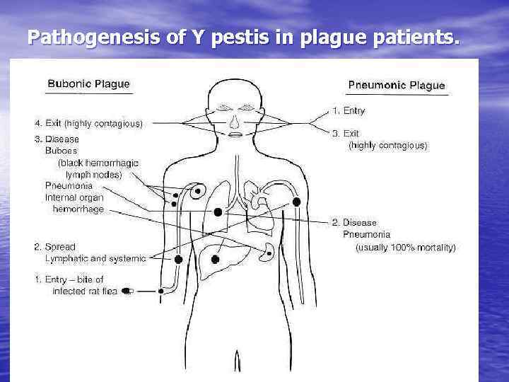 Pathogenesis of Y pestis in plague patients. 