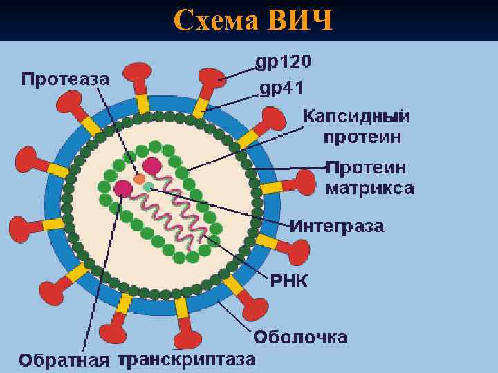 Схема ВИЧ 