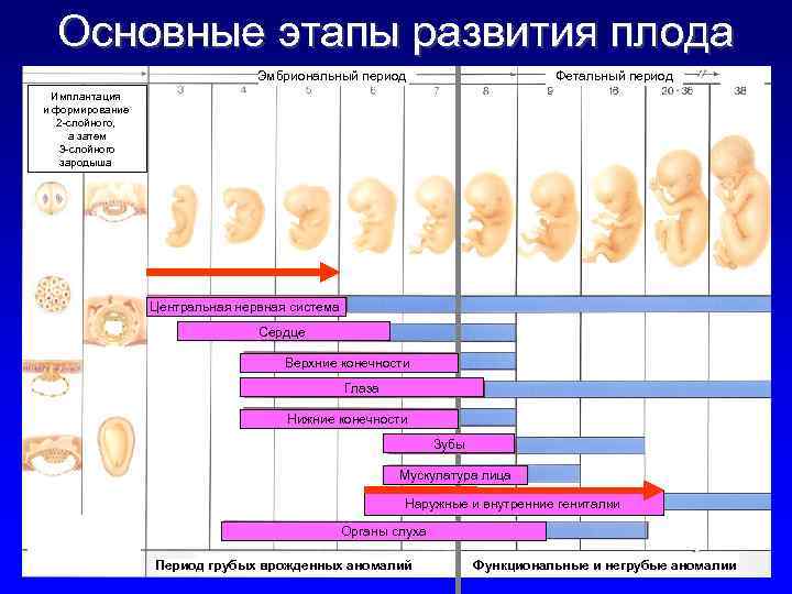 Мозг плода по неделям. Периоды формирования органов плода. Периоды развития плода по неделям. Стадии беременности 1 триместр. Этапы развития эмбриона беременности.