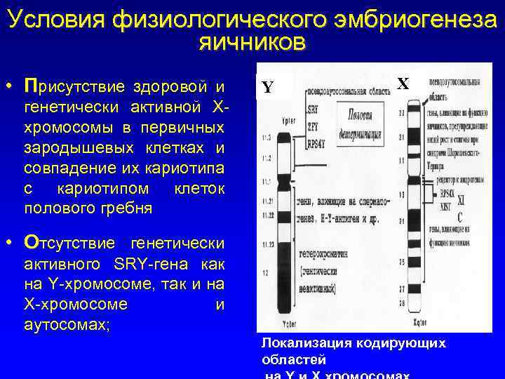 Условия физиологического эмбриогенеза яичников • Присутствие здоровой и Y X генетически активной Ххромосомы в