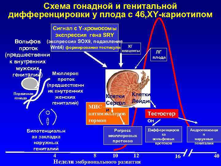 Схема гонадной и генитальной дифференцировки у плода с 46, ХY-кариотипом Сигнал с Y-хромосомы экспрессия