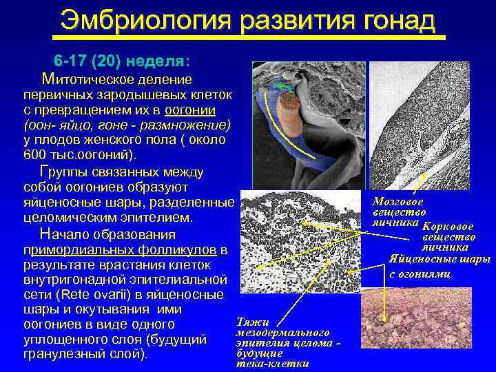 Эмбриология развития гонад 6 -17 (20) неделя: Митотическое деление первичных зародышевых клеток с превращением