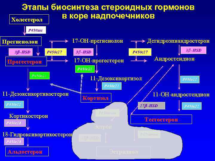 Схема синтеза стероидных гормонов