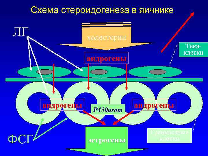 Схема стероидогенеза в яичнике ЛГ холестерин Текаклетки андрогены ФСГ P 450 arom эстрогены андрогены