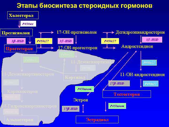 Схема стероидогенеза в яичниках