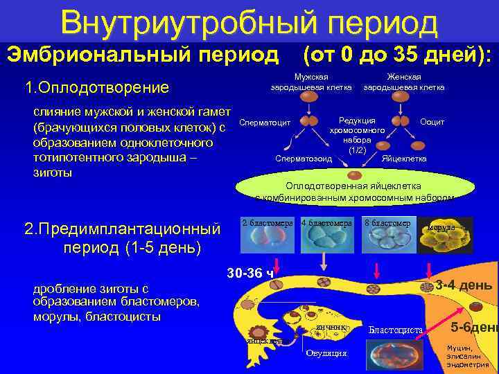 Внутриутробный период Эмбриональный период (от 0 до 35 дней): Мужская зародышевая клетка 1. Оплодотворение