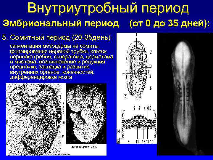 Внутриутробный период Эмбриональный период 5. Сомитный период (20 -35 день) сегментация мезодермы на сомиты,