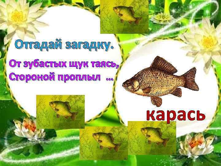 Отгадай загадку. От зубастых щук таясь, Стороной проплыл … карась 