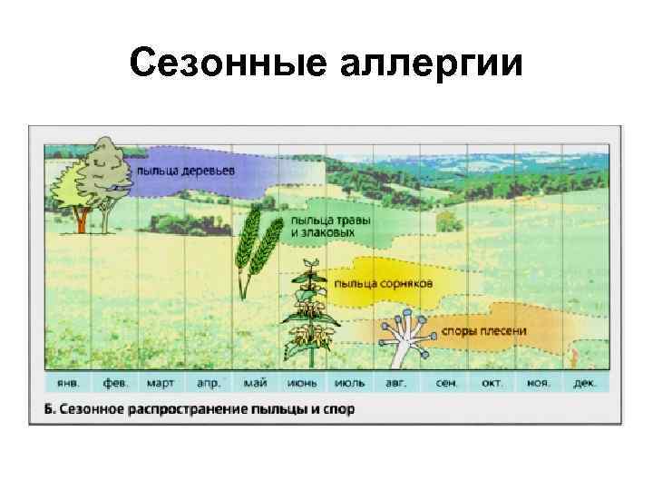 Сезонные аллергии 