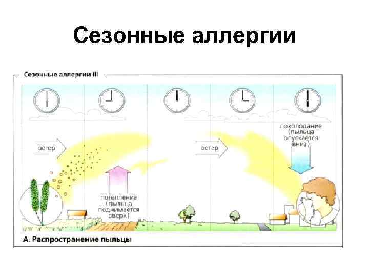 Сезонные аллергии 