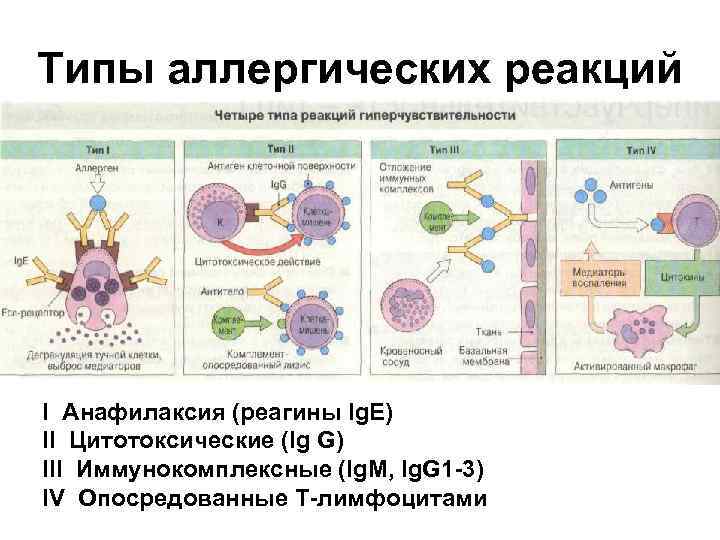 Типы аллергических реакций I Анафилаксия (реагины Ig. Е) II Цитотоксические (Ig G) III Иммунокомплексные