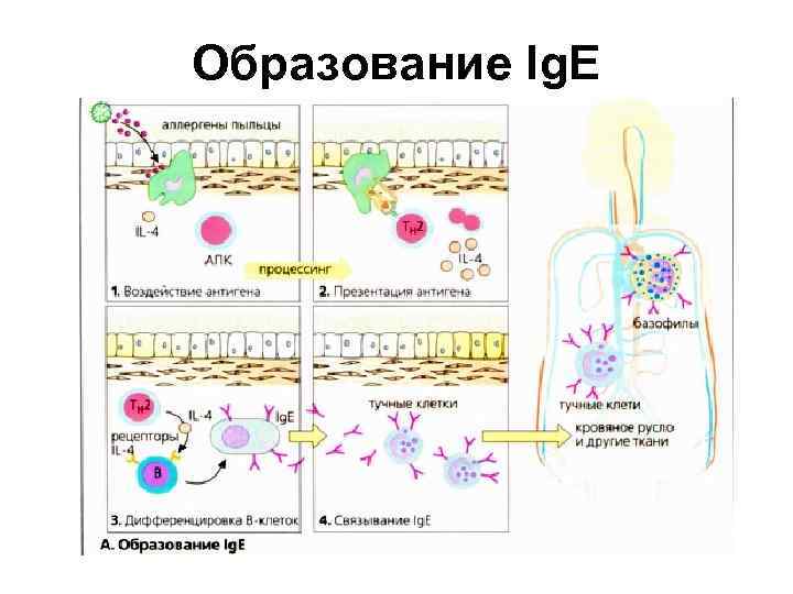 Образование Ig. E 