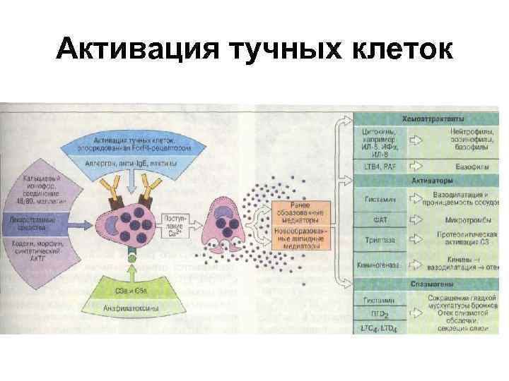 Активация тучных клеток 