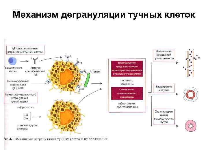 Механизм дегрануляции тучных клеток 