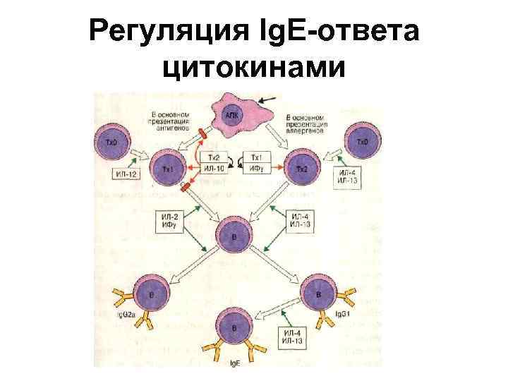 Регуляция Ig. E-ответа цитокинами Антиген/аллерген а 