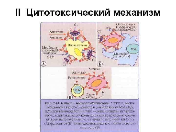 II Цитотоксический механизм 