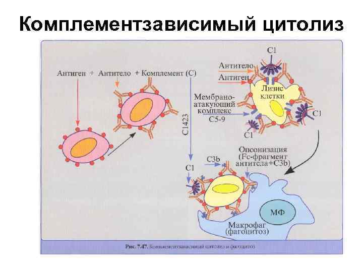 Комплементзависимый цитолиз 