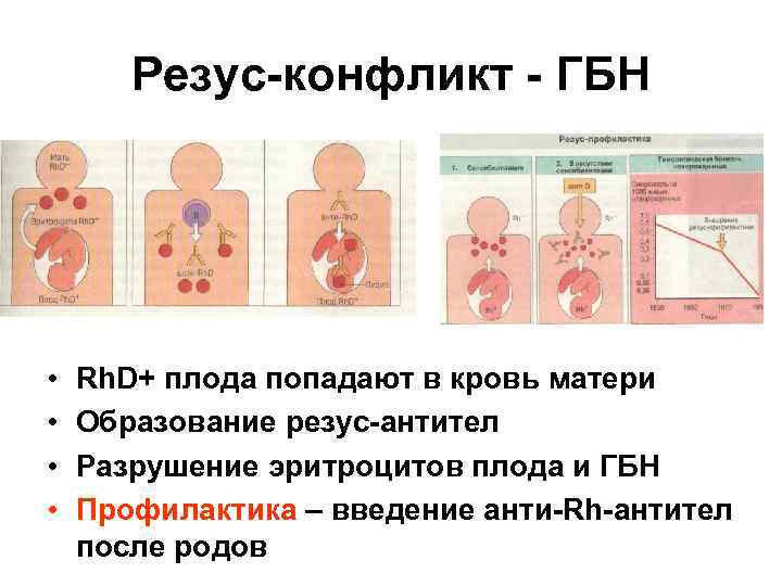 Резус-конфликт - ГБН • • Rh. D+ плода попадают в кровь матери Образование резус-антител