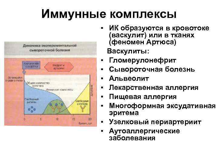 Иммунные комплексы • ИК образуются в кровотоке (васкулит) или в тканях (феномен Артюса) Васкулиты: