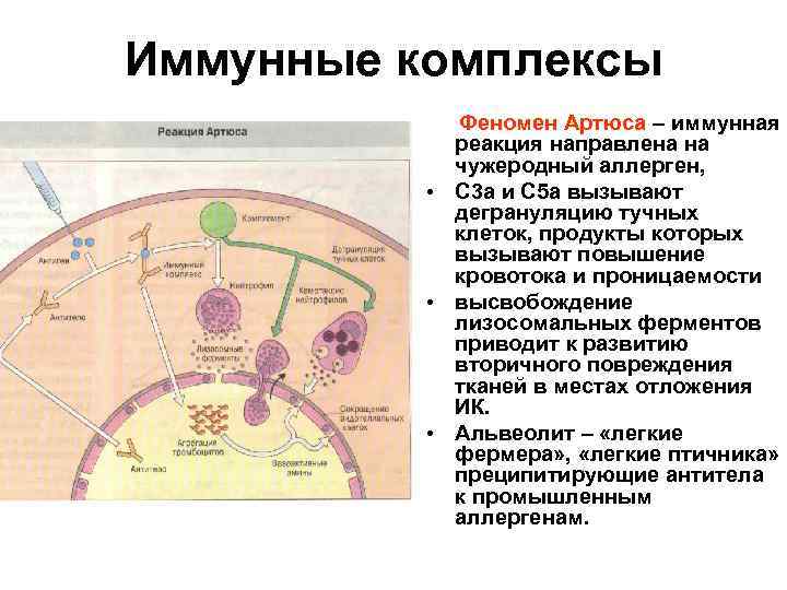 Иммунные комплексы Феномен Артюса – иммунная реакция направлена на чужеродный аллерген, • С 3