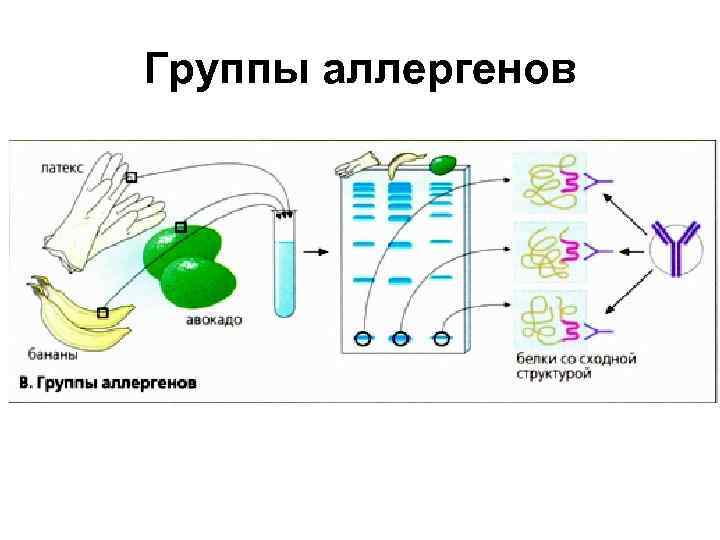 Группы аллергенов 