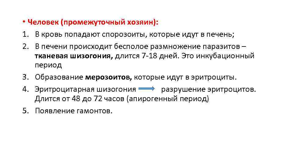  • Человек (промежуточный хозяин): 1. В кровь попадают спорозоиты, которые идут в печень;