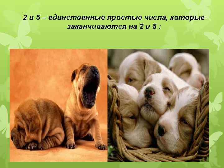 2 и 5 – единственные простые числа, которые заканчиваются на 2 и 5 :