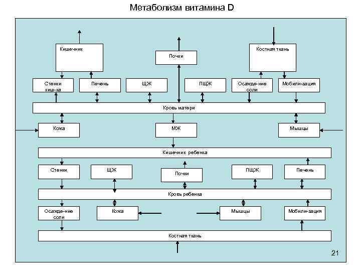 Метаболизм витамина D Кишечник Костная ткань Почки Стенки киш-ка Печень ЩЖ ПЩЖ Осажде-ние соли