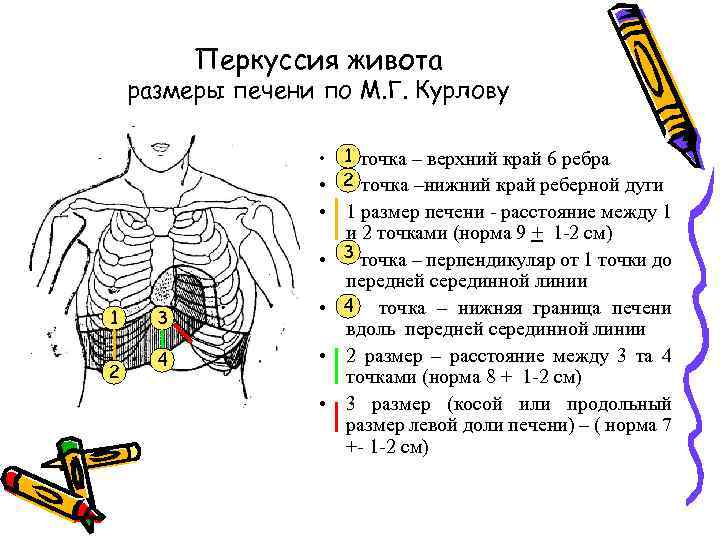 Перкуссия живота размеры печени по М. Г. Курлову • 1 точка – верхний край