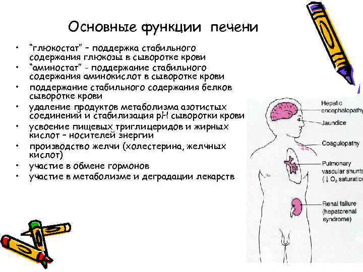 Лабораторные синдромы при патологии печени презентация