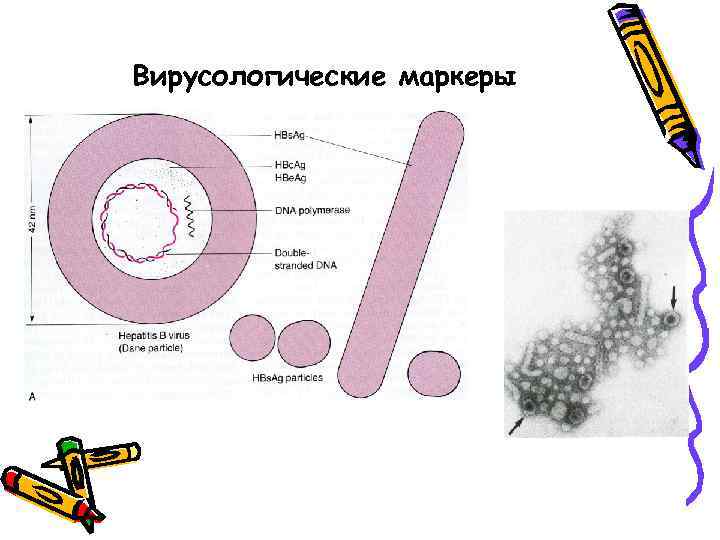 Вирусологические маркеры 