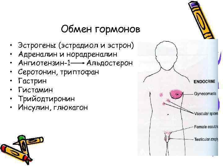 Обмен гормонов • • Эстрогены (эстрадиол и эстрон) Адреналин и норадреналин Ангиотензин-1 Альдостерон Серотонин,