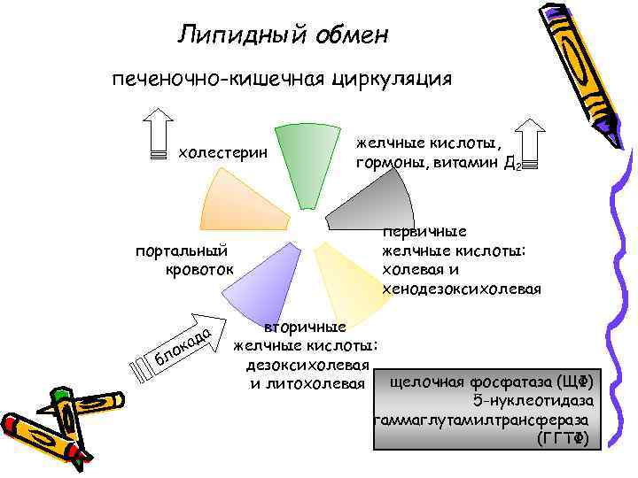 Липидный обмен печеночно-кишечная циркуляция холестерин портальный кровоток да б а ок л желчные кислоты,