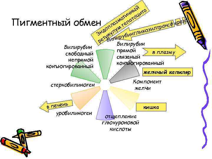 Пигментный обмен схема