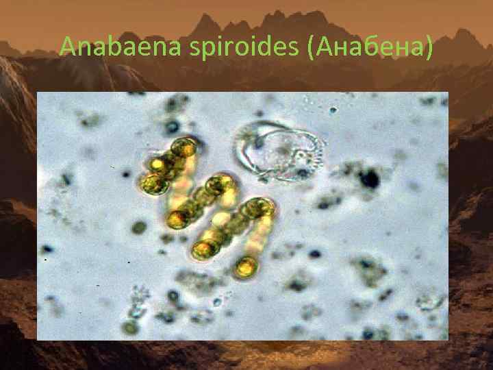 Anabaena spiroides (Анабена) 