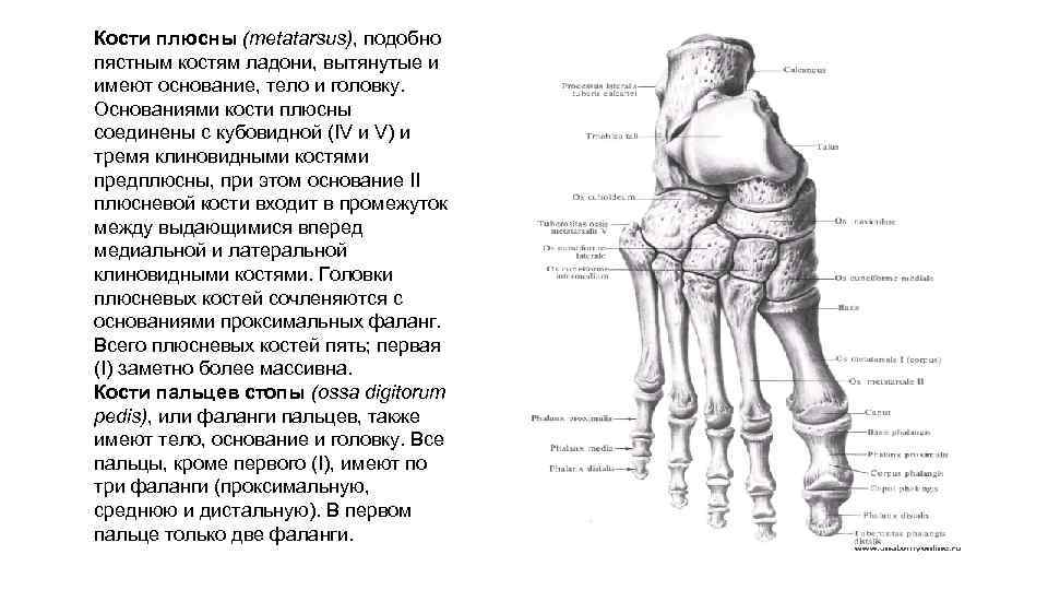 Кости плюсны (metatarsus), подобно пястным костям ладони, вытянутые и имеют основание, тело и головку.