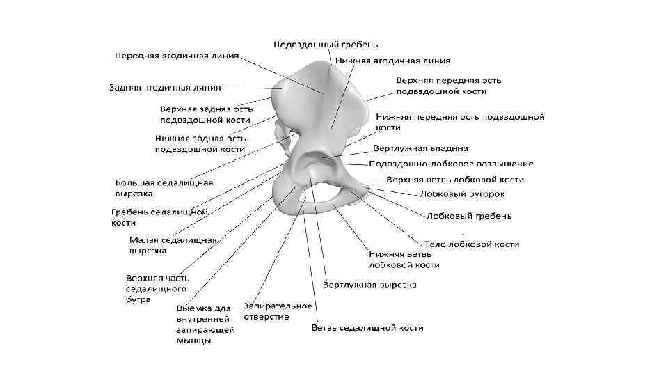 Где находится тазобедренная кость у женщин фото