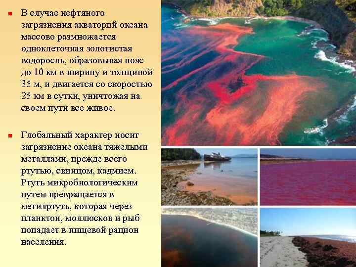 n n В случае нефтяного загрязнения акваторий океана массово размножается одноклеточная золотистая водоросль, образовывая