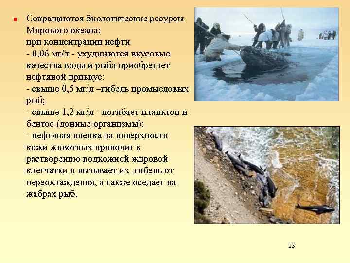 n Сокращаются биологические ресурсы Мирового океана: при концентрации нефти - 0, 06 мг/л -