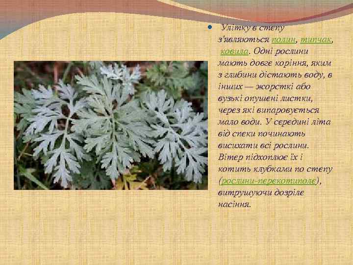  Улітку в степу з'являються полин, типчак, ковила. Одні рослини мають довге коріння, яким