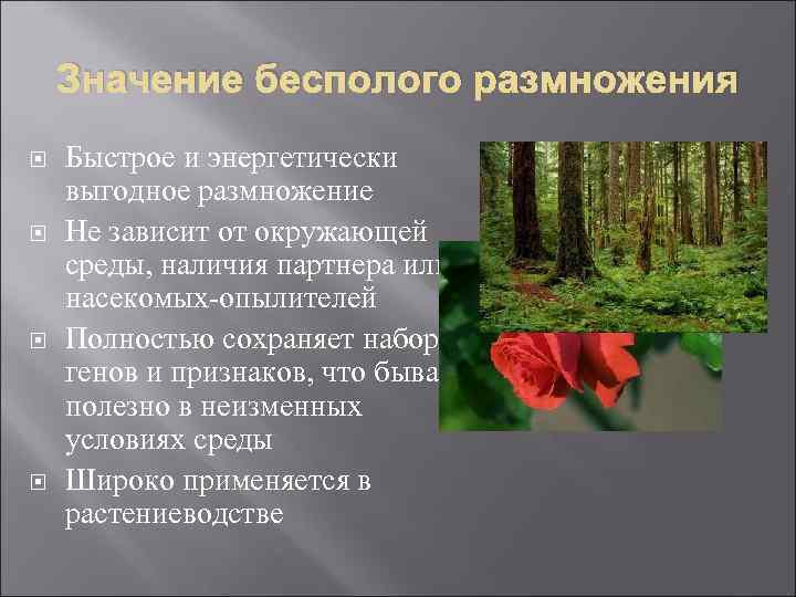 Значение бесполого размножения Быстрое и энергетически выгодное размножение Не зависит от окружающей среды, наличия